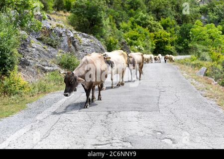 Kühe und Schafe auf der Straße auf der schmalen Straße am Skadarsko See, Montenegro Stockfoto