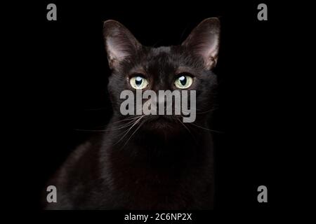 studio Portrait einer schwarzen Katze auf schwarzem Hintergrund und Blick auf die Kamera Stockfoto