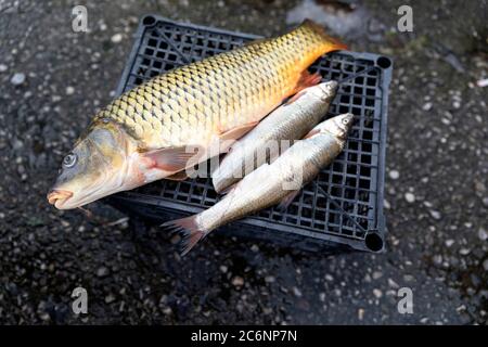 Am Straßenrand Fischmarkt in der Nähe von Skadar See, Süßwasserfische frisch gefangen im Skadar See auf einem Stand, Virpazar, Montenegro Stockfoto