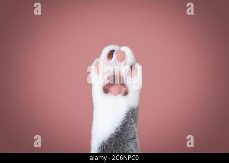 Nahaufnahme einer Katzenpfote mit verschiedenfarbigen Zehenbohnen mit Kopierraum Stockfoto