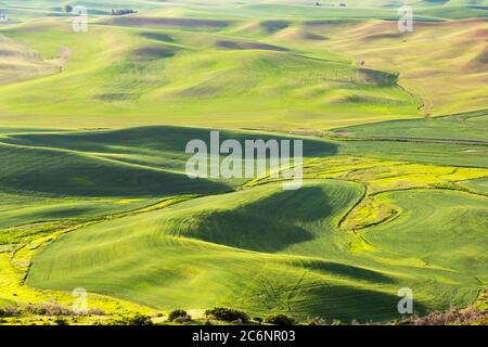 Weizenfelder auf sanften Hügeln in den Morgenstunden in Palouse, Washington State, USA Stockfoto