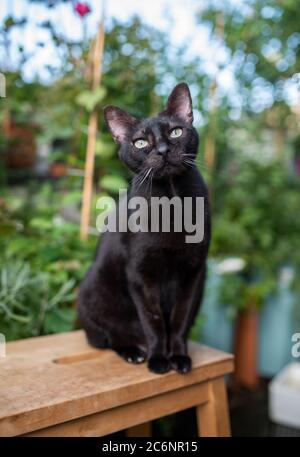 Porträt einer schwarzen Hauskatze auf einem Holzhocker vor verschiedenen grünen Pflanzen auf dem Balkon sitzend und auf die Kamera schauend Stockfoto