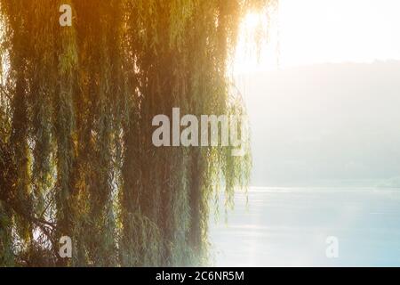 Weidenbaum im Morgennebel. Nebellandschaft mit See Stockfoto