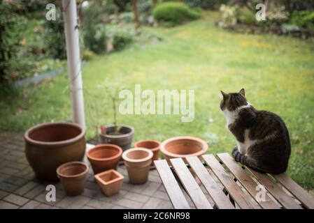 Tabby weiße britische Kurzhaarkatze sitzt auf einem Gartentisch auf der Terrasse mit einigen leeren Pflanzentöpfen im Hintergrund Stockfoto