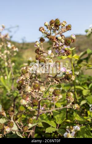 Brombeersträucher, Brambles, blühend im Frühsommer bei Erjos, Teneriffa, Kanarische Inseln, Spanien Stockfoto