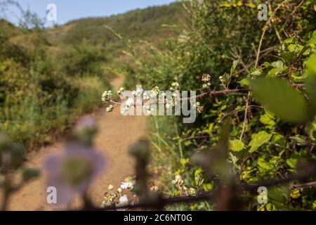 Brombeersträucher, Brambles, blühend im Frühsommer bei Erjos, Teneriffa, Kanarische Inseln, Spanien Stockfoto