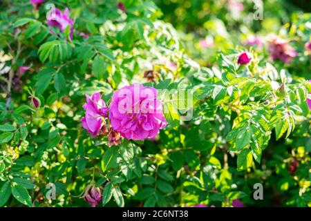Hagebuttenbusch mit rosa Rosen. Blumen im Garten Stockfoto