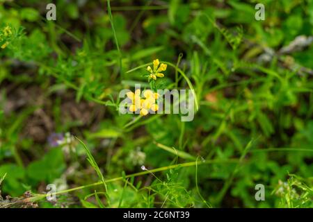 Lotusschnecke aus der Nähe. Schöne gelbe Blume Stockfoto