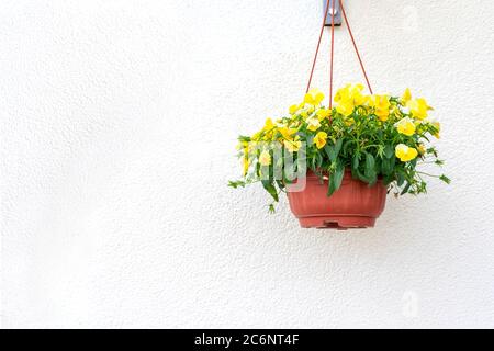 Tontopf mit gelben Veilchen, die an einer weißen Hauswand hängen Stockfoto