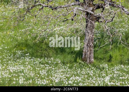 Frühlingsfeld mit wilder Narzissen Blume (Narzissen poeticus) um einen alten Baum Stockfoto