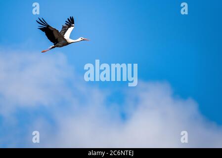 Gieboldehausen, Deutschland. Juli 2020. Ein Weißstorch (Ciconia ciconia) fliegt über seinen Ayrie bei Gieboldehausen in Eichsfeld (Landkreis Göttingen). Quelle: Swen Pförtner/dpa/Alamy Live News Stockfoto