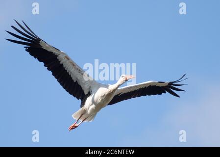 Gieboldehausen, Deutschland. Juli 2020. Ein Weißstorch (Ciconia ciconia) fliegt über seinen Ayrie bei Gieboldehausen in Eichsfeld (Landkreis Göttingen). Quelle: Swen Pförtner/dpa/Alamy Live News Stockfoto