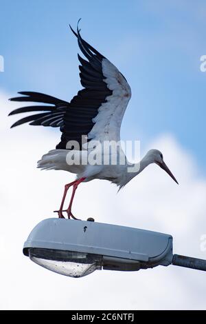 Gieboldehausen, Deutschland. Juli 2020. Ein Weißstorch (Ciconia ciconia) steht auf einer Straßenlaterne bei Gieboldehausen in Eichsfeld (Landkreis Göttingen). Quelle: Swen Pförtner/dpa/Alamy Live News Stockfoto