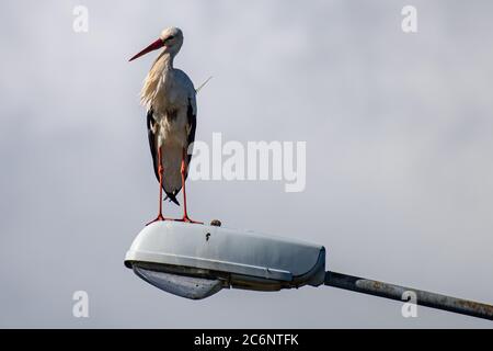 Gieboldehausen, Deutschland. Juli 2020. Ein Weißstorch (Ciconia ciconia) steht auf einer Straßenlaterne bei Gieboldehausen in Eichsfeld (Landkreis Göttingen). Quelle: Swen Pförtner/dpa/Alamy Live News Stockfoto