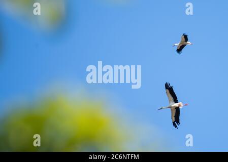 Gieboldehausen, Deutschland. Juli 2020. Zwei Weißstörche (Ciconia ciconia) kreisen über ihren Ayrie bei Gieboldehausen in Eichsfeld (Landkreis Göttingen). Quelle: Swen Pförtner/dpa/Alamy Live News Stockfoto