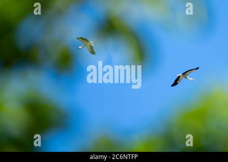 Gieboldehausen, Deutschland. Juli 2020. Zwei Weißstörche (Ciconia ciconia) kreisen über ihren Ayrie bei Gieboldehausen in Eichsfeld (Landkreis Göttingen). Quelle: Swen Pförtner/dpa/Alamy Live News Stockfoto