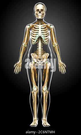 3d-Darstellung medizinisch akkurate Darstellung eines weiblichen Nervensystems und Skelettsystem Stockfoto