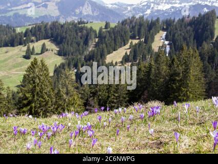 Lila und weiße Crocus Alpenblumen blühen im Frühling auf den Alpen Berg Stockfoto