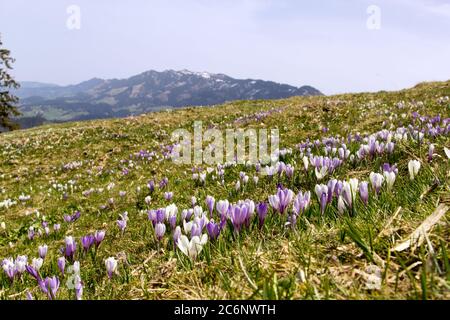 Lila und weiße Crocus Alpenblumen blühen im Frühling auf den Alpen Berg Stockfoto