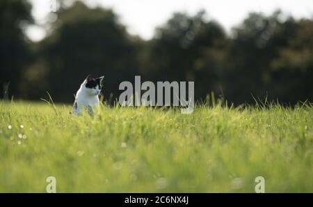 Schwarz-weiße Hauskatze auf einem Feld stehend, die zur Seite schaut und Mäuse im hohen Gras jagt Stockfoto