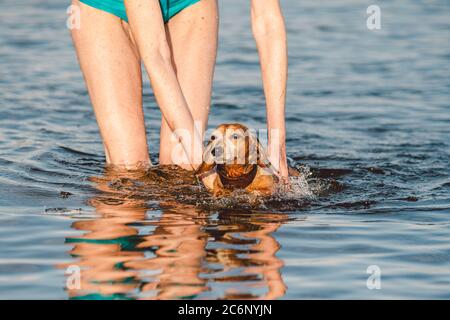 Reife kaukasische Frau hilft ihrem kleinen alten Dachshund Hund im Wasser zu schwimmen. Verbringen Sie die Sommerzeit mit einem Hund auf dem Fluss. Urlaubstag am See Stockfoto