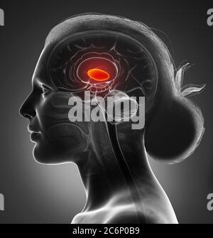 3d-Darstellung medizinisch genaue Darstellung einer weiblichen Hirnanatomie - des Thalamus Stockfoto