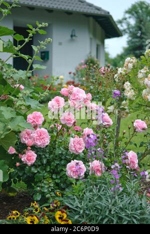 Bodendeckerrosen Rosa Bonica 82, Bodendeckerrosen Rosa Bonica 82 Stockfoto