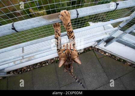 Braun gepunktete tabby-bengalen-Katze im Freien auf Balkon mit Sicherheitsnetz, das am Geländer hochklettert Stockfoto