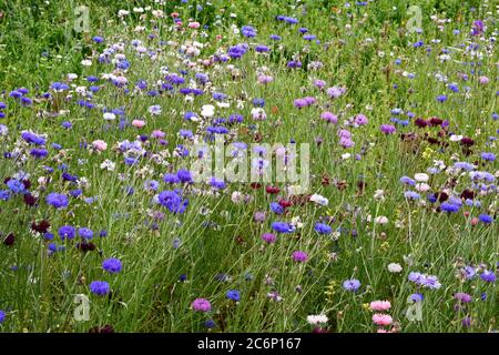 Verschiedene bunte Wildblumen in Andover, Hampshire Stockfoto