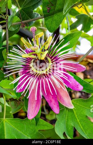 Die schöne und charakteristische violette Blume der passiflora, einer kletternden tropischen Pflanze. Makrofoto der offenen Blume. Passionsfrucht. Stockfoto