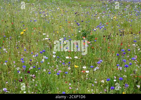 Verschiedene bunte Wildblumen in Andover, Hampshire Stockfoto