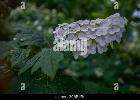 Weiße Hortensie Blüte Nahaufnahme Stockfoto