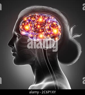 3d gerendert, medizinisch genaue Darstellung eines weiblichen aktiven Gehirns Stockfoto
