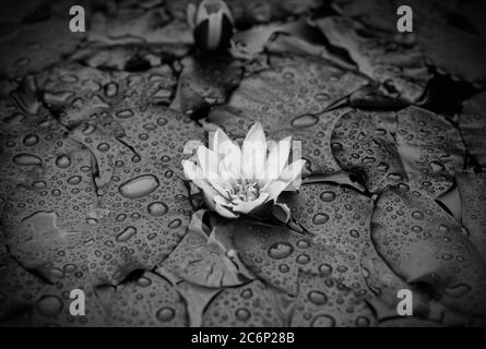 Wunderschöne Seerose oder Lotusblume im Teich. Schwarzweiß-Fotografie. Ein Lotus nach dem Regen Stockfoto