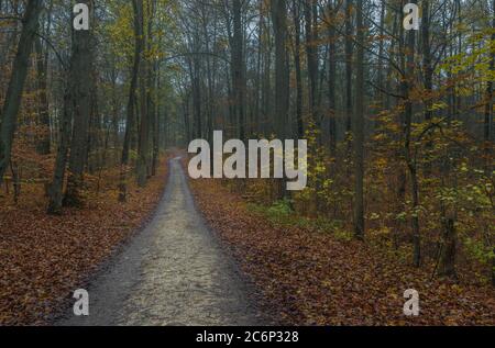 Pfad durch einen nebligen Wald an einem nebligen Herbsttag Stockfoto