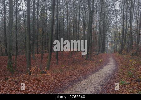 Weg durch einen nebligen Wald während eines nebligen im Herbst Stockfoto