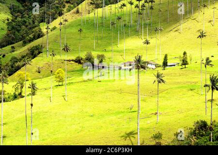 Landschaft von Wachspalmen (Ceroxylon quindiuense) im Cocora-Tal oder im Valle de Cocora in Kolumbien in der Nähe der Stadt Salento, Südamerika Stockfoto