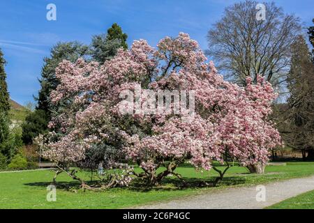 Riesiger Magnolienbaum in voller Blüte an einem sonnigen Frühlingstag Stockfoto