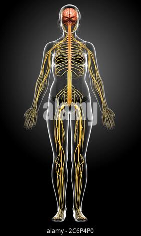 3d-Darstellung medizinisch akkurate Darstellung eines weiblichen Nervensystems Stockfoto