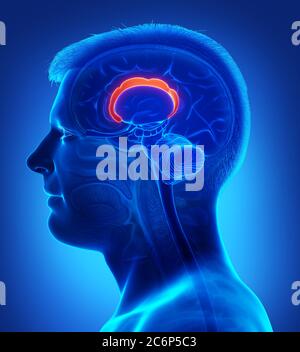 3d-Darstellung medizinisch akkurate Darstellung der Hirnanatomie Stockfoto
