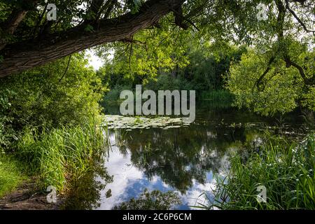 Wunderschöner trübiger Fluss, der durch eine üppige, grüne Gegend schwimmt. Reflexionen von Bäumen Stockfoto