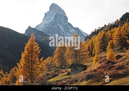 Goldene Lärchen vor dem Matterhorn. Stockfoto