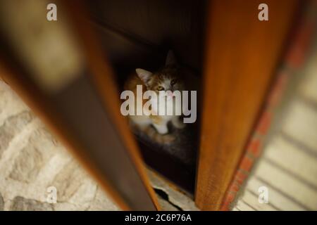 Ginger Katze sitzt in der Tür des Hauses wartet auf die Besitzer Stockfoto