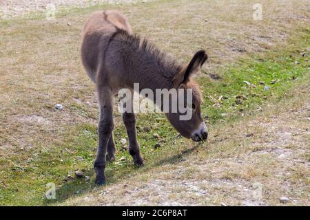 New Forest, Hampshire, Großbritannien. Juli 2020. UK Wetter: Esel genießen Sie die Sonne im New Forest National Park. Niedlicher Esel, Baby Esel, Esel Fohlen Kredit: Carolyn Jenkins/Alamy Live News Stockfoto