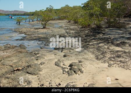 Die Küste mit Mangrovenwald bei Tamarindo in Costa Rica, Mittelamerika Stockfoto