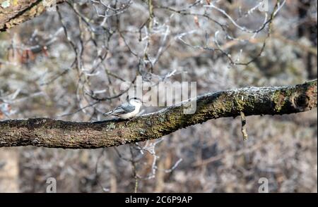 Ein süßes, kleines, weiß reihiges Nuthatch thront auf einem frostigen Baumzweig in Missouri. Bokeh-Hintergrund. Stockfoto