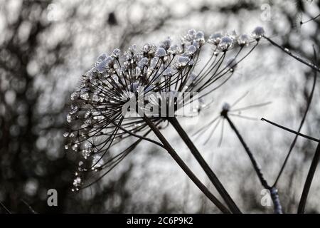 Schneebedeckte Schwalbenblüte, dunkle Szene, frostige mehrjährige Pflanze im Winter mit selektivem Fokus. Ähnelt dem Rad des Kartells. Gefrorene Naturfotografie. Stockfoto