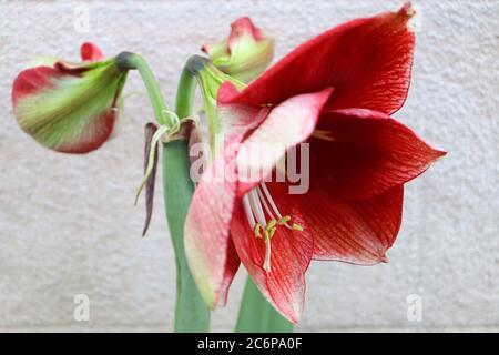 Rote Amaryllis mit weichen Blütenblättern und langen weißen Staubgefäßen, rote Amaryllis mit Knospen, rote Blume Makro, Schönheit in der Natur, Blumenfoto, Makrofotografie, Lager Stockfoto