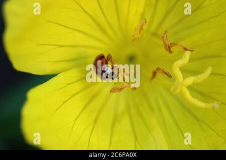 Rote Marienkäfer auf gelben Blume Staubgefäße im Garten, rote Marienkäfer auf gelben Blume Makro, Insekt auf Blume, Wildtiere Insekt, Blumenfoto, Makrofotografie, Stockfoto