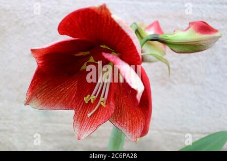 Rote Amaryllis mit weichen Blütenblättern und langen weißen Staubgefäßen, rote Amaryllis mit Knospen, rote Blume Makro, Schönheit in der Natur, Blumenfoto, Makrofotografie, Lager Stockfoto